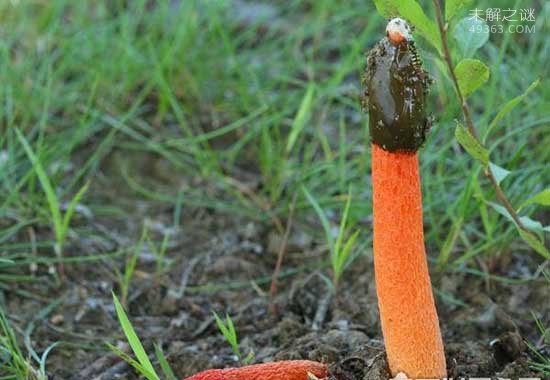 世界上最臭的蘑菇红鬼笔：带着鸡屎粘液的菌男人们都争着吃