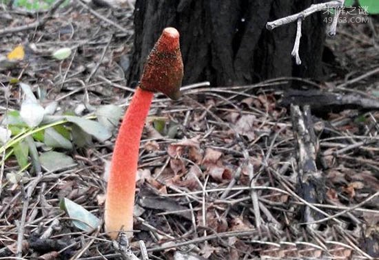 世界上最臭的蘑菇红鬼笔：带着鸡屎粘液的菌男人们都争着吃