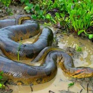 世界十大蛇类之最 地球上最强的蛇类排行榜