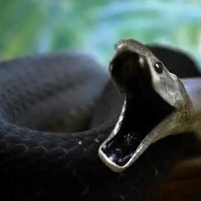 世界十大蛇类之最 地球上最强的蛇类排行榜