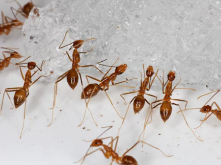 物种学上首次！科学家发现首个有两套DNA动物：名为黄疯蚁