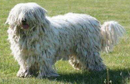 世界上十大最丑的狗排行榜 长的最丑的狗狗图片