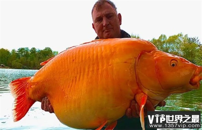 世界上最大的“金鱼”出现，重61斤  什么金鱼能长这么大