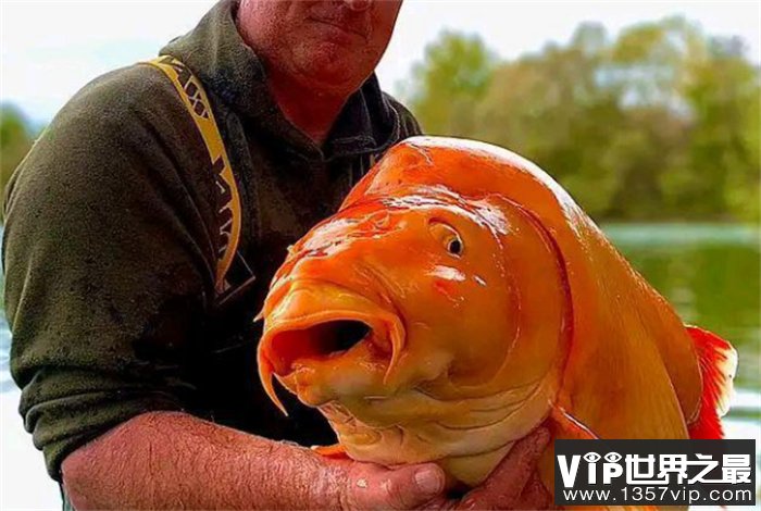 世界上最大的“金鱼”出现，重61斤  什么金鱼能长这么大
