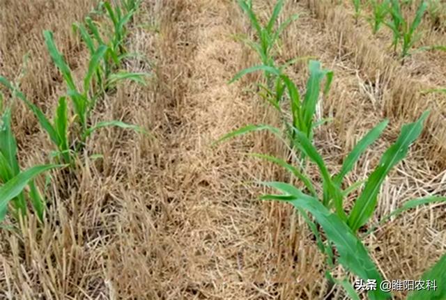 玉米田除草剂十大排名（这个才是最安全最好用的玉米田除草剂）(1)