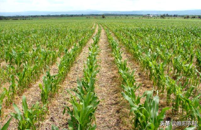 玉米田除草剂十大排名（这个才是最安全最好用的玉米田除草剂）(2)