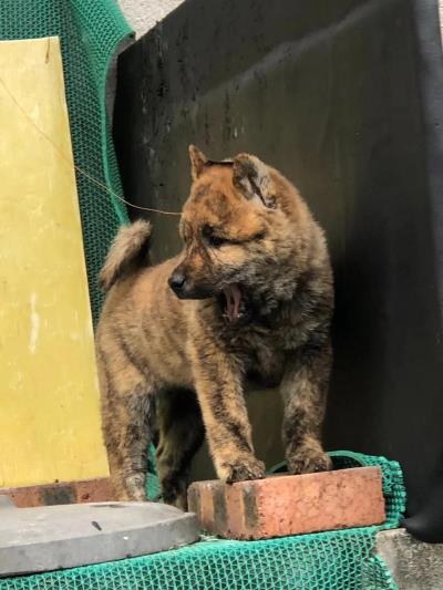 山区打猎最厉害的狗,深山打猎反被豹子猎