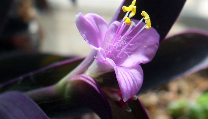 紫色花700.jpg