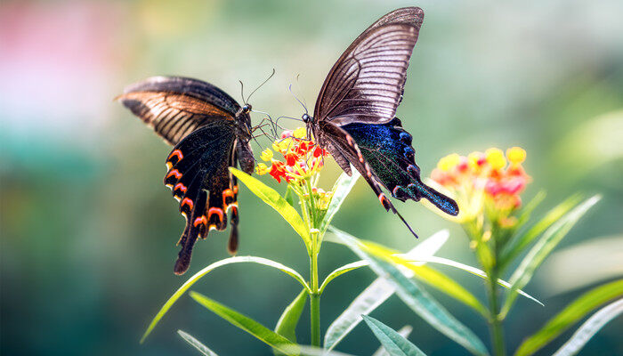 摄图网_500486741_花丛中的两只蝴蝶（企业商用）.jpg