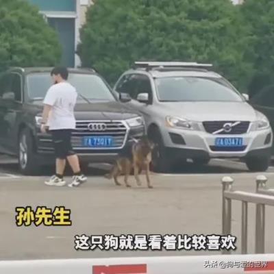 德牧幼犬多少钱一只,其中一只小德牧拍出33万天价