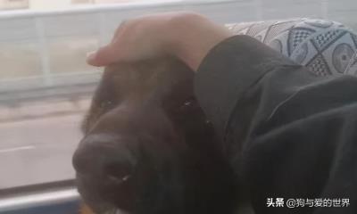 德牧幼犬多少钱一只,其中一只小德牧拍出33万天价