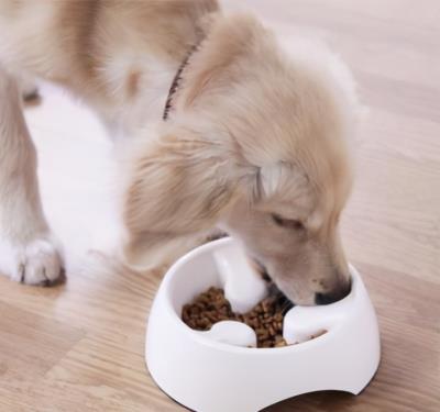 狗狗最爱吃的10种食物,狗狗能吃的11种人类食物