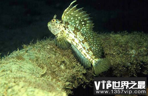 世界上潜水最深的鱼是什么？它可以潜水深度达8300多米