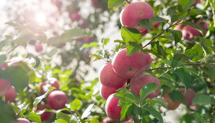 苹果养多长时间会开花 苹果养到底多长时间会开花
