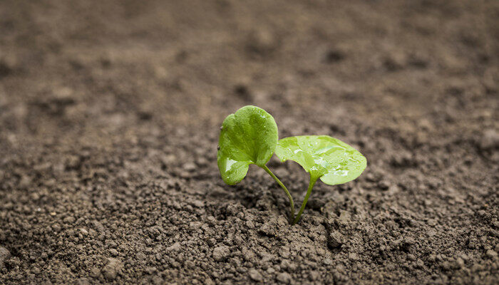 自制营养土的配制方法 自制营养土的配制方法有哪些