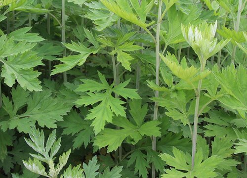 艾草什么时候种植最好