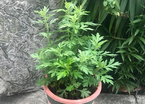 艾草什么时候种植最好