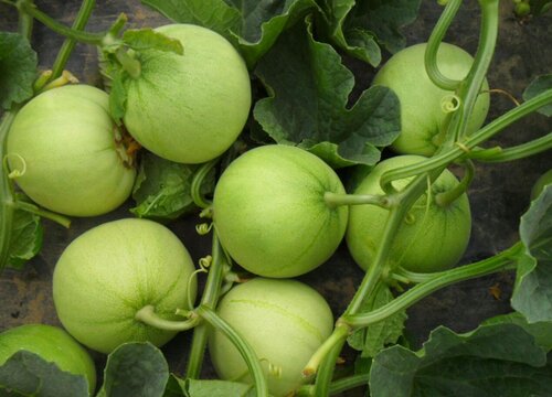 绿宝甜瓜几月份种植合适