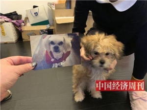 克隆狗多少钱一只幼犬（38万元一只的冲动消费）(2)