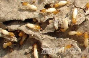 不可思议：白蚁竟能让沙漠变成绿洲？