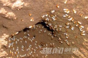 不可思议：白蚁竟能让沙漠变成绿洲？