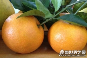地球上最大的桃子，河北翟家佐村种出单颗2.1斤的超大桃子