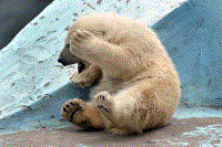 俄罗斯小北极熊爱做瑜伽发现游客害羞躲镜头