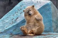 俄罗斯小北极熊爱做瑜伽发现游客害羞躲镜头