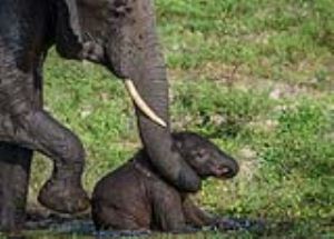 大象妈妈伸鼻子捞救落水小象：轻踢臀部站起