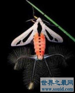 地球上最可怕的昆虫，四肢触角全是毛，宛如铁钩