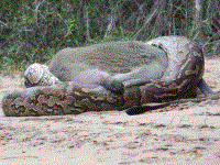 南非巨型蟒蛇吞食长尾猴：挤压窒息缠死猎物