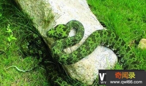 地球上最大的毒蛇：莽山烙铁头，重20公斤的超大蛇
