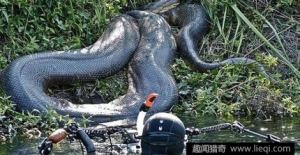 无法想象的很大蟒蛇，如此巨蟒谁能hold住？2
