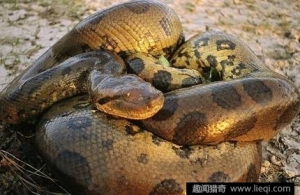 无法想象的很大蟒蛇，如此巨蟒谁能hold住？3