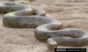 无法想象的很大蟒蛇，如此巨蟒谁能hold住？4