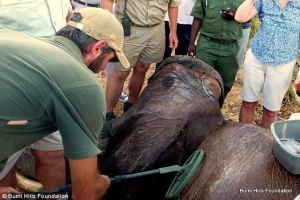 大象遭偷猎者枪击伤到酒店求助人类后获救