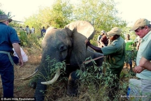 大象遭偷猎者枪击伤到酒店求助人类后获救
