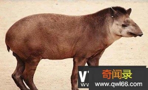 全球十大罕见动物，一种在中国(最大最珍贵的两栖动物)?