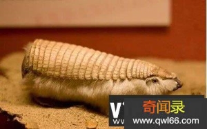 全球十大罕见动物，一种在中国(最大最珍贵的两栖动物)?