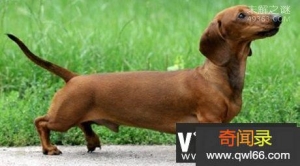 世界最小狗,身长只有9.65厘米左右(已被世界纪录进行认证)
