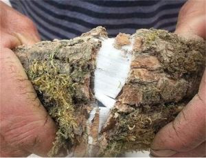 树皮含“银丝”的杜仲树，农民种它就为了树皮，剥皮后还能活吗？