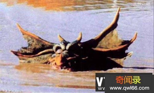本耶普，潜伏在湖泊河流和沼泽中的水陆两栖怪兽