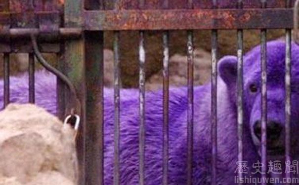 紫色的北极熊