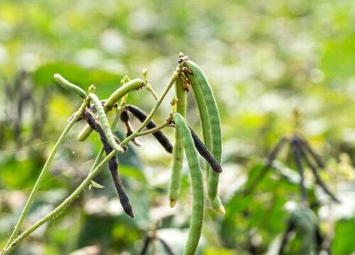 种绿豆用什么肥料好