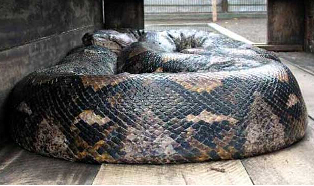 地球上最大的蛇,千奇百怪的蛇类吓倒众人