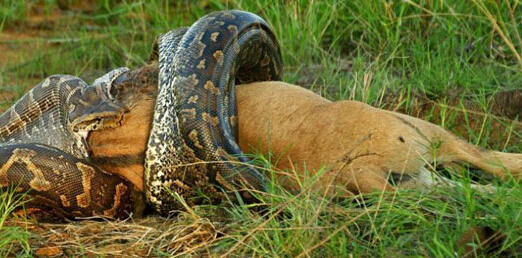 地球上最大的蛇,千奇百怪的蛇类吓倒众人