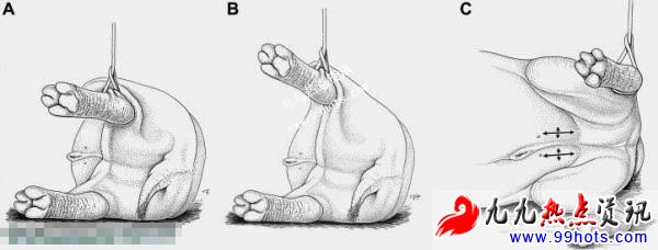 图解如何用正确的姿势阉割一头河马组图