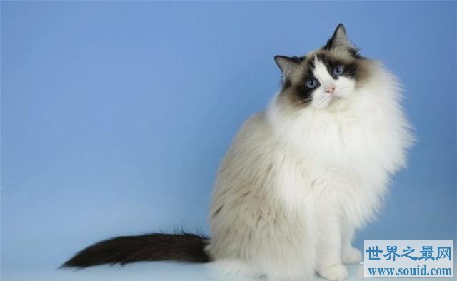 地球十大畅销猫品种，斯芬克斯排名第一