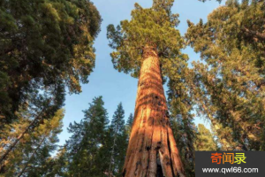 望天树：中国最高的树树叶可解毒、树材可做家具