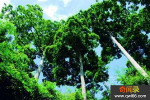 望天树：中国最高的树树叶可解毒、树材可做家具